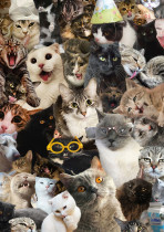 " ФРЕЯ" Пазл 500 элемент. PZL- 500/ 42 Кошачий беспредел